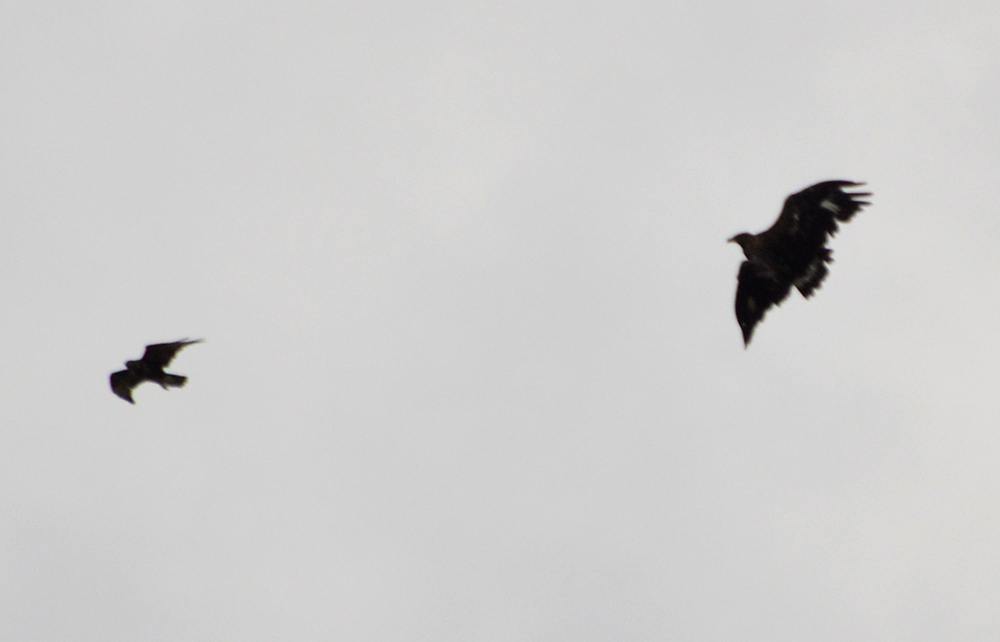 Aquila Reale